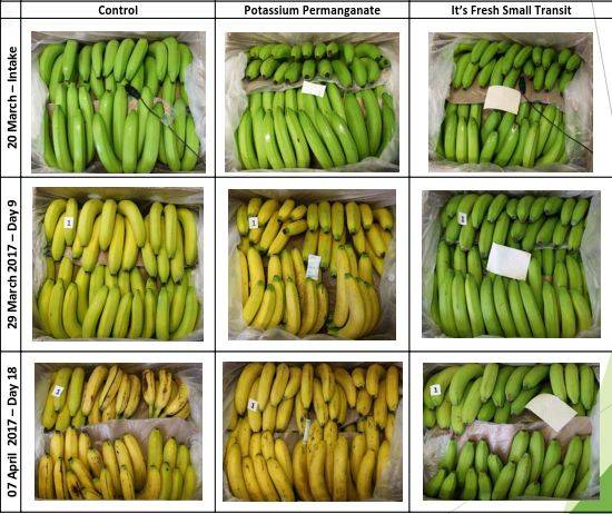 英國食品科技公司開發(fā)新型保鮮技術，顯著延長香蕉保鮮期