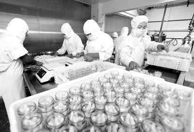 淮北蘆筍喜豐收，綠色食品開發正當時